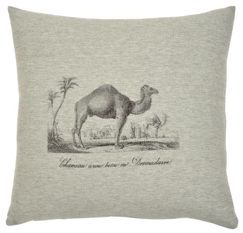 Safari - Camel
