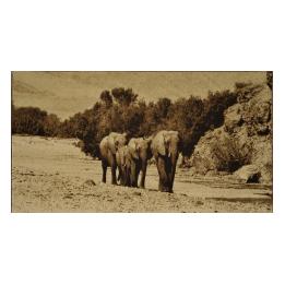 Elephants - 143